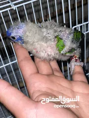  16 ثلاث فروخ ببغاء لوري من نوع رينبو.                        three  baby lory parrot type rainbow