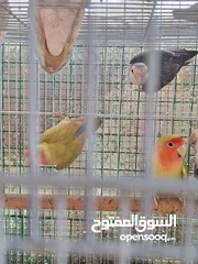  10 طيور روز منتجه تابع الوصف