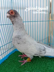  2 متاح فحل قرقاطي وطيره مصريه حمره شغالات