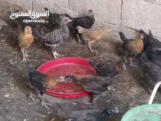  1 فرخات جاج بلدي سوبر