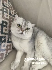  10 ذكر سكوتش فولد ابيض للتزاوج grey shaded