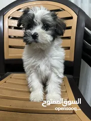  3 كلب فرنسي ذكر (فرنش تيرير للبيع عمر شهرين ونص)