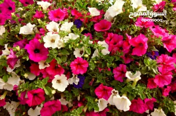  1 شقة سكنية لعائلة فقط