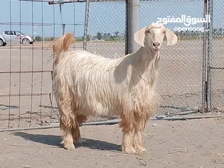  3 اغنام من الحلال الجامودي الاصلي ما شاء الله ممتازات الاحجام الضخمة