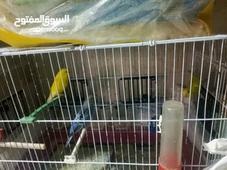  1 جواز طيور حب كلو شغال