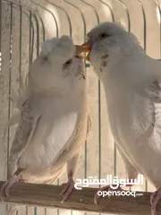  5 جوز هوقو رومو لاسوينج