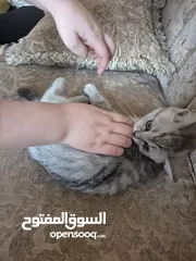  1 قط سكوتس عمر 3 اشهر للبيع