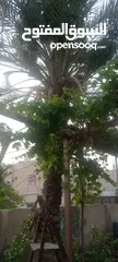  3 شجرة نخيل مثمرة مستقيمة ذات منظر جميل ومميز