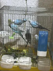  1 كوم مخاليف حب للبيع