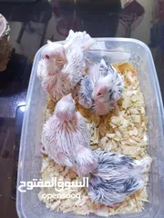  11 يتوفر فراخ زق دره  يتوفر فراخ زق كوكتيل