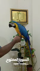  1 fully tamed Bolivian macaw