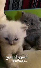  13 Persian short hair kitten