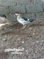  3 البيع بط مصري