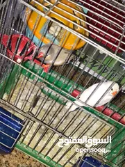  1 جوز جنه اول خيره تحتي بيض