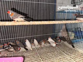  1 Zebra Finches (Semi Jumbo breed)