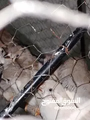  2 طيور جنه 15جوز. 30طير