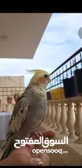  1 جوز كوكتيل ذكر وانثى اليفات جدا والذكر صوته بجنن وشو ما بتسمعه بتعلم الصوت او الاغنيه.