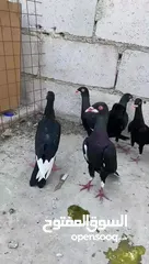  11 جواز ملحيات نخب النخب كلو مكفول وشغال  بالصلاه على النبي وجوز سلافر وفرخ مسود سلافر مقلوب