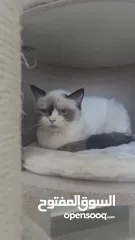  4 قطط كبيرة للتبني انواع مكس