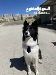  1 Border collie لاول مرة في الاردن