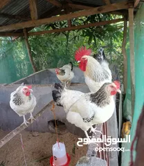  19 بيض مخصب وصيصان دجاج سلالات