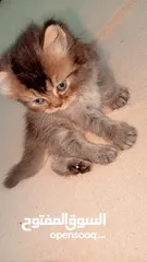  6 بيع قطط برتش