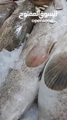  7 أسماك طازجة يوميا
