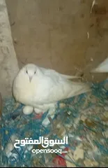  3 جوز بواز ابيض بطاردن علا بيض جوز نوري اسود قاعد علا بيض جوز ذبابنه بطارد علا بيض جوز وقواق قاعد علا