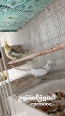  8 African love birds and cockatiels breeding pair