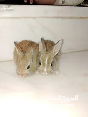  3 ارانب صغيره الوان مميزه اليه للغاية  ،،،،،،
