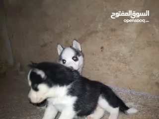  2 جراوي هاسكي لونق موبرات مشاء لله