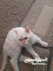  1 قط للتنازل