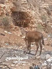  2 بسم الله ماشاء الله موجود بغله عمر 4شهور الموقع مثلث كفرخل جرش