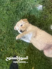  2 Labrador retriever for adoption