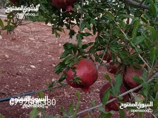  26 مزرعة لقطة مميزة مع بيت طابقين مطلة ومرتفعة
