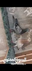  3 تفاصيل بالوصف