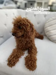  2 مستورد ذكر توي بودلToy poodle imported  1 year old male