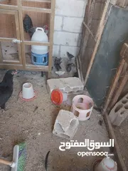  8 دجاج للبيع