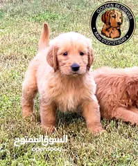  17 The Best Golden Retriever puppy جراوي جولدن ريتريفر بيور