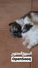  4 1 month old female puppies for sale