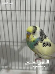  3 جوز حب طيور  عدد 2 مبيضين تحتهم بيض