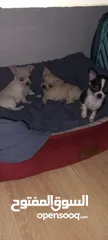 17 Chihuahuas
