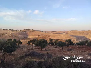  13 مزرعة لقطة مميزة مشجرة جرش دحل مساحة 3دونمات ونصف