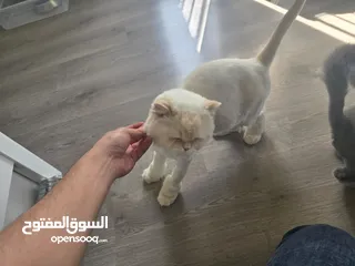 2 Cats for Adoption