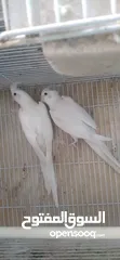  1 جوز كوكتيل البينو اهالي