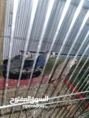  10 جوزين روز تحتهم فراخ و بيض اقرئ الوصف