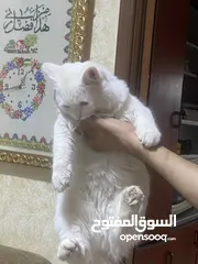  3 قطه مع بيت تفصيل