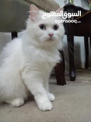  2 مطلوب قط ذكر للتزاوج بدون مقابل