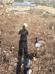  1 بيع قطعة الأرض في طوباس