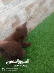  5 قطة يورك الأمريكية النادره